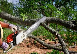 Best Tree Disease Treatment  in Clay City, KY