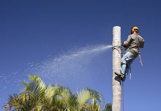 Best Tree Maintenance Programs  in Clay City, KY