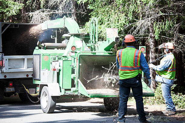 Best Arborist Consultation Services  in Clay City, KY