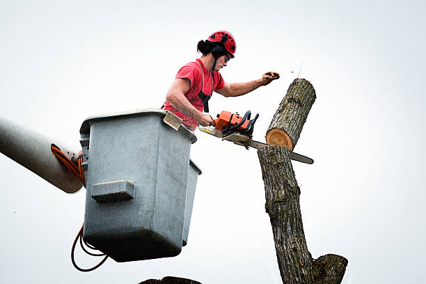 Best Utility Line Clearance  in Clay City, KY